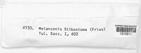 Melanconis stilbostoma image